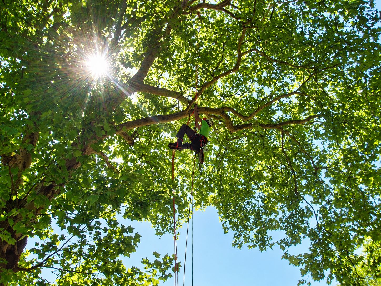 Un élagueur équipé d'un casque et de cordes travaille dans la ramure d'un grand platane, face au soleil.