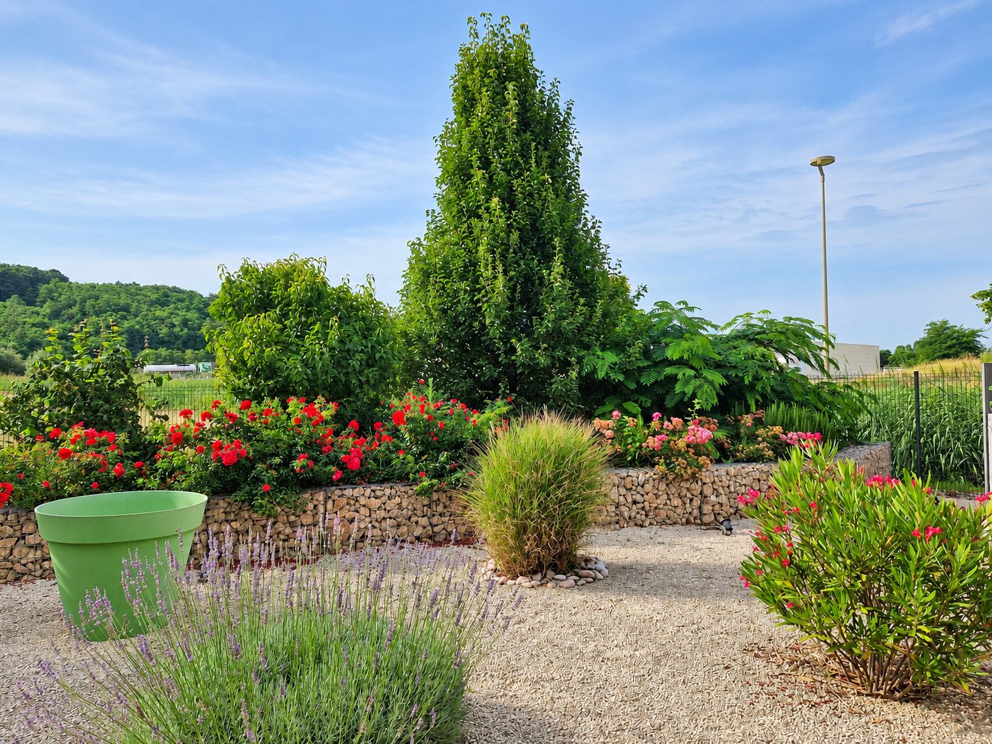 Un jardin aménagé avec un muret en gabions, des rosiers rouges, de la lavande, une graminée et un grand pot vert sur un sol de gravier.